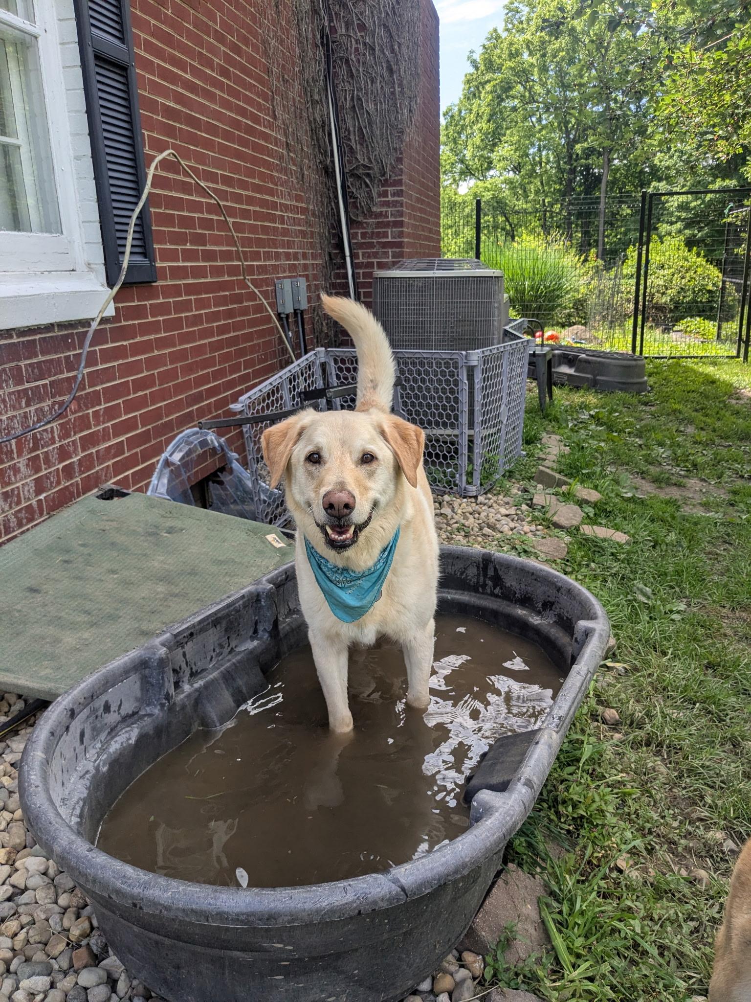 Enlarge Butters, a Adoptable Labrador Retriever in Indianapolis, IN image 5/5