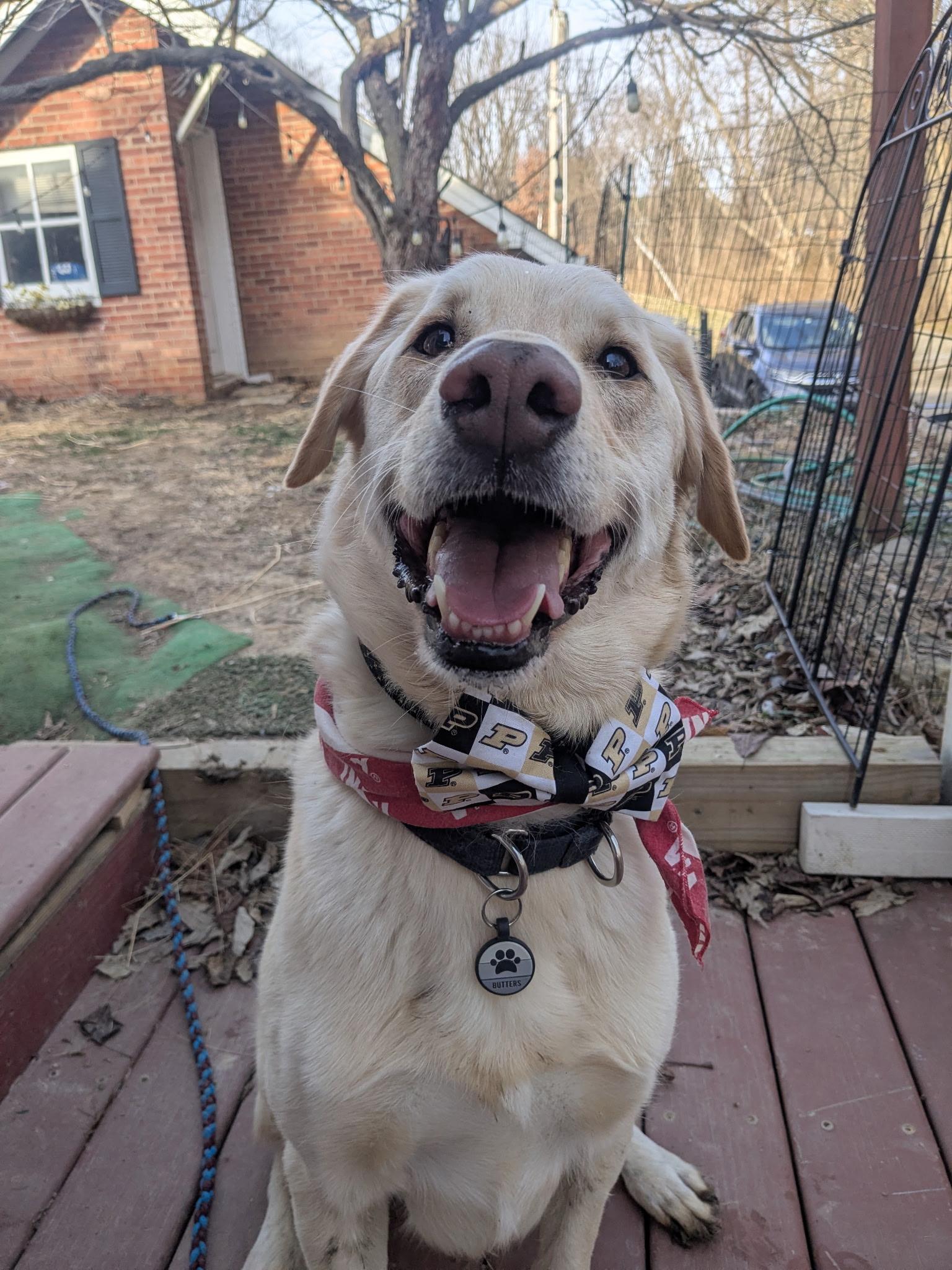 Enlarge Butters, a Adoptable Labrador Retriever in Indianapolis, IN image 4/5