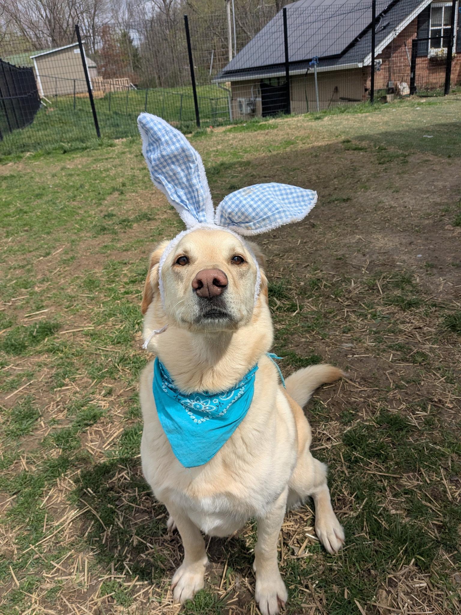 Enlarge Butters, a Adoptable Labrador Retriever in Indianapolis, IN image 3/5