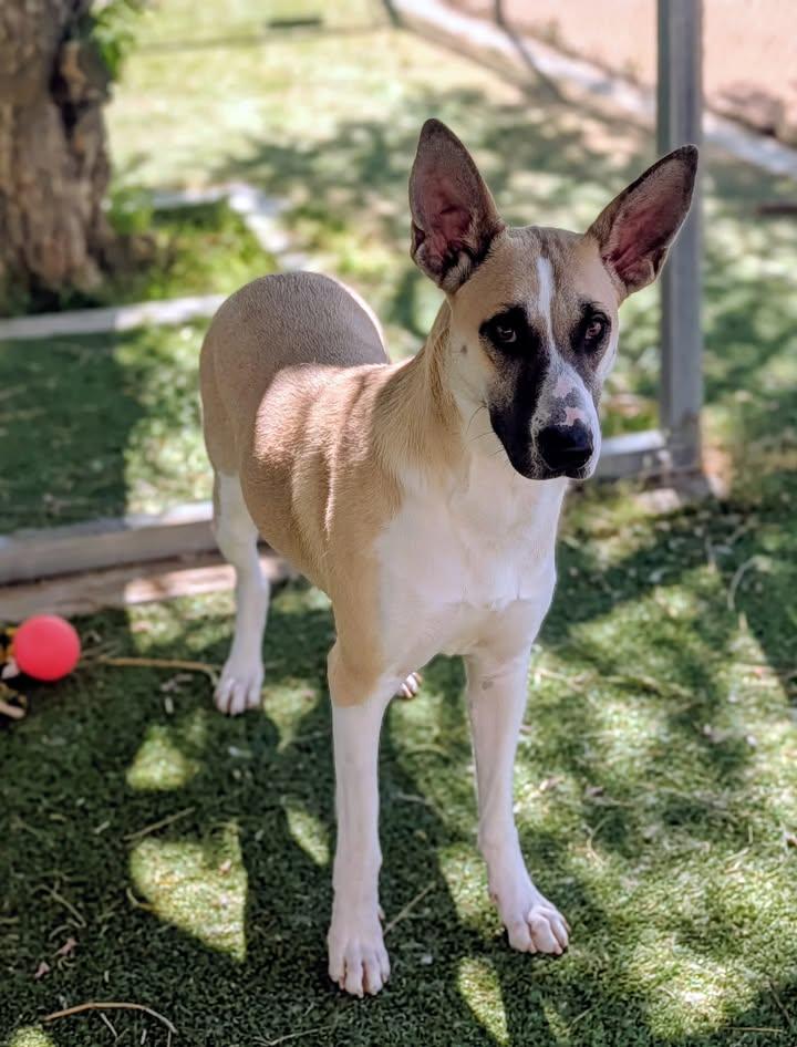 25-328, ADOPTABLE, Adult Female Husky.