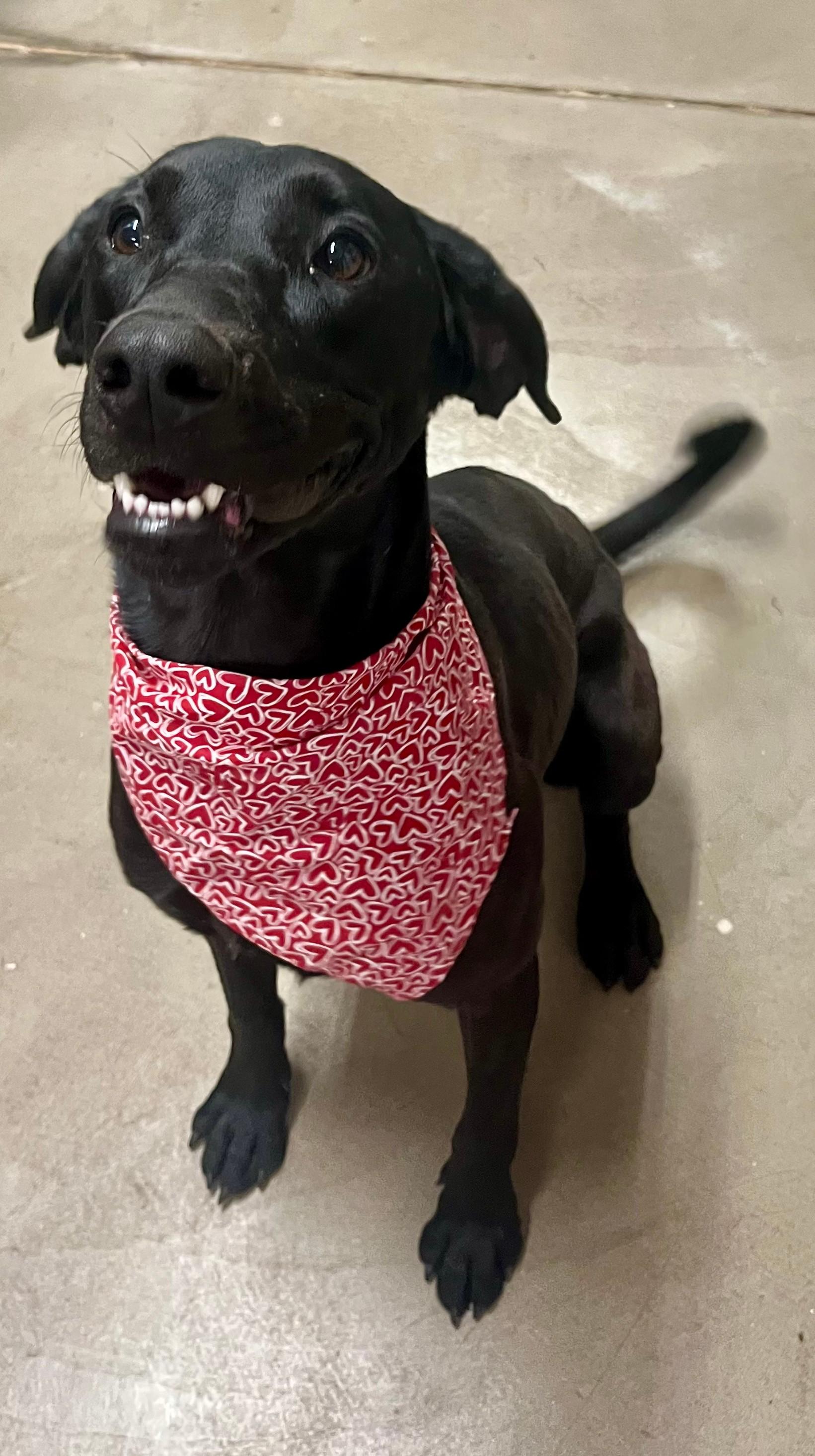 Sui, a ADOPTABLE mixed breed in Leavenworth, KS image 1/4