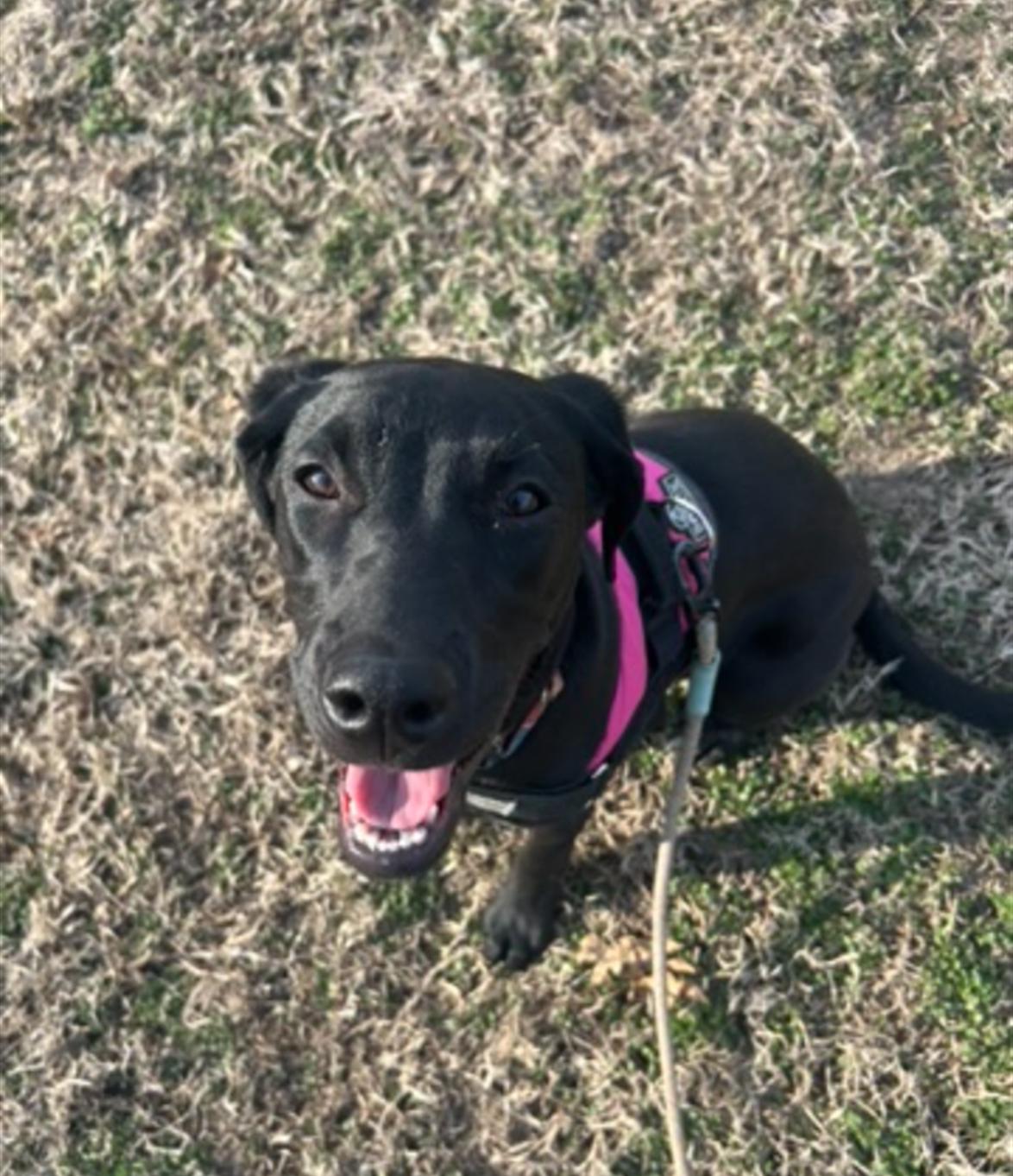 Sui, a ADOPTABLE mixed breed in Leavenworth, KS image 3/4