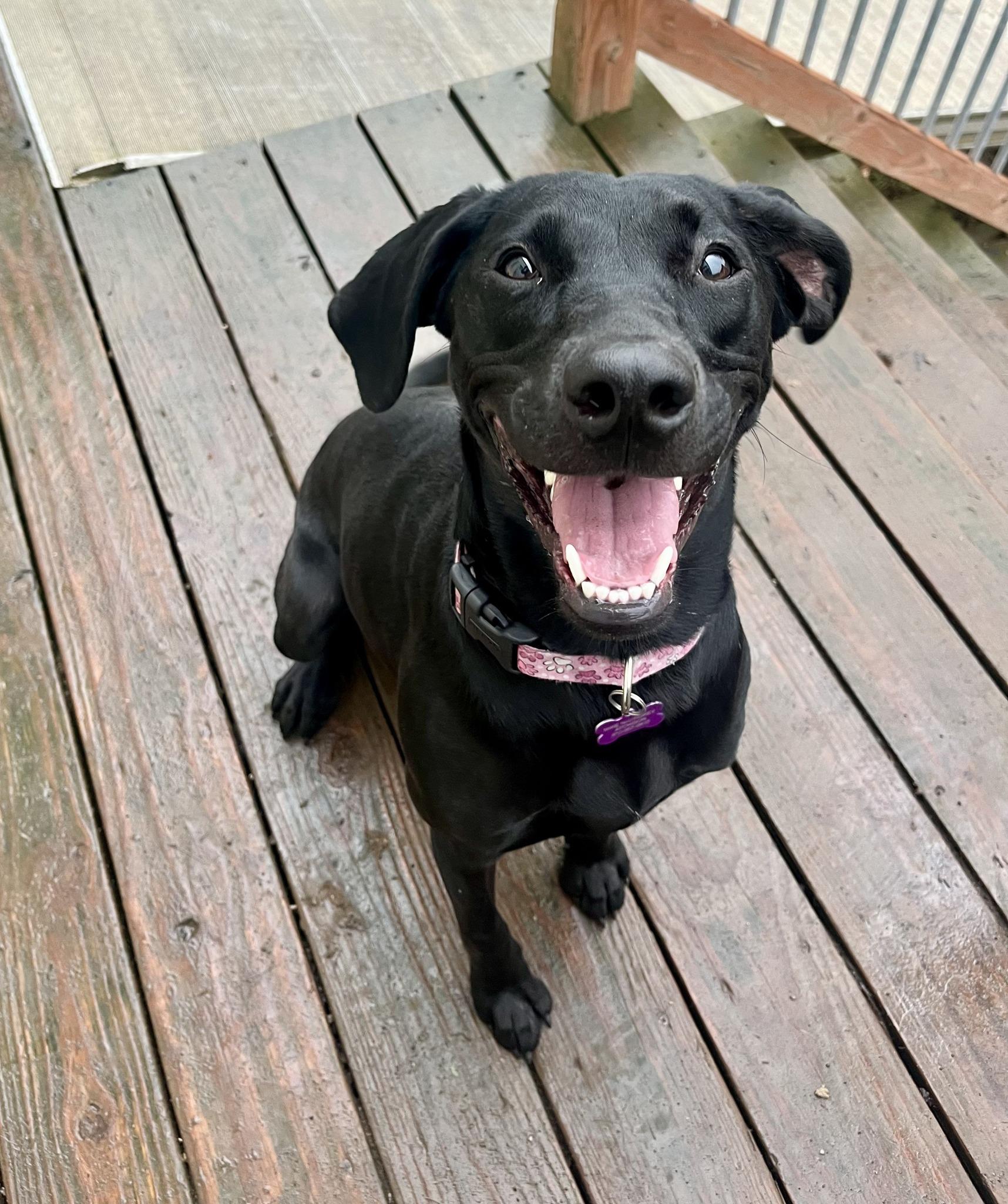 Sui, a ADOPTABLE mixed breed in Leavenworth, KS image 2/4