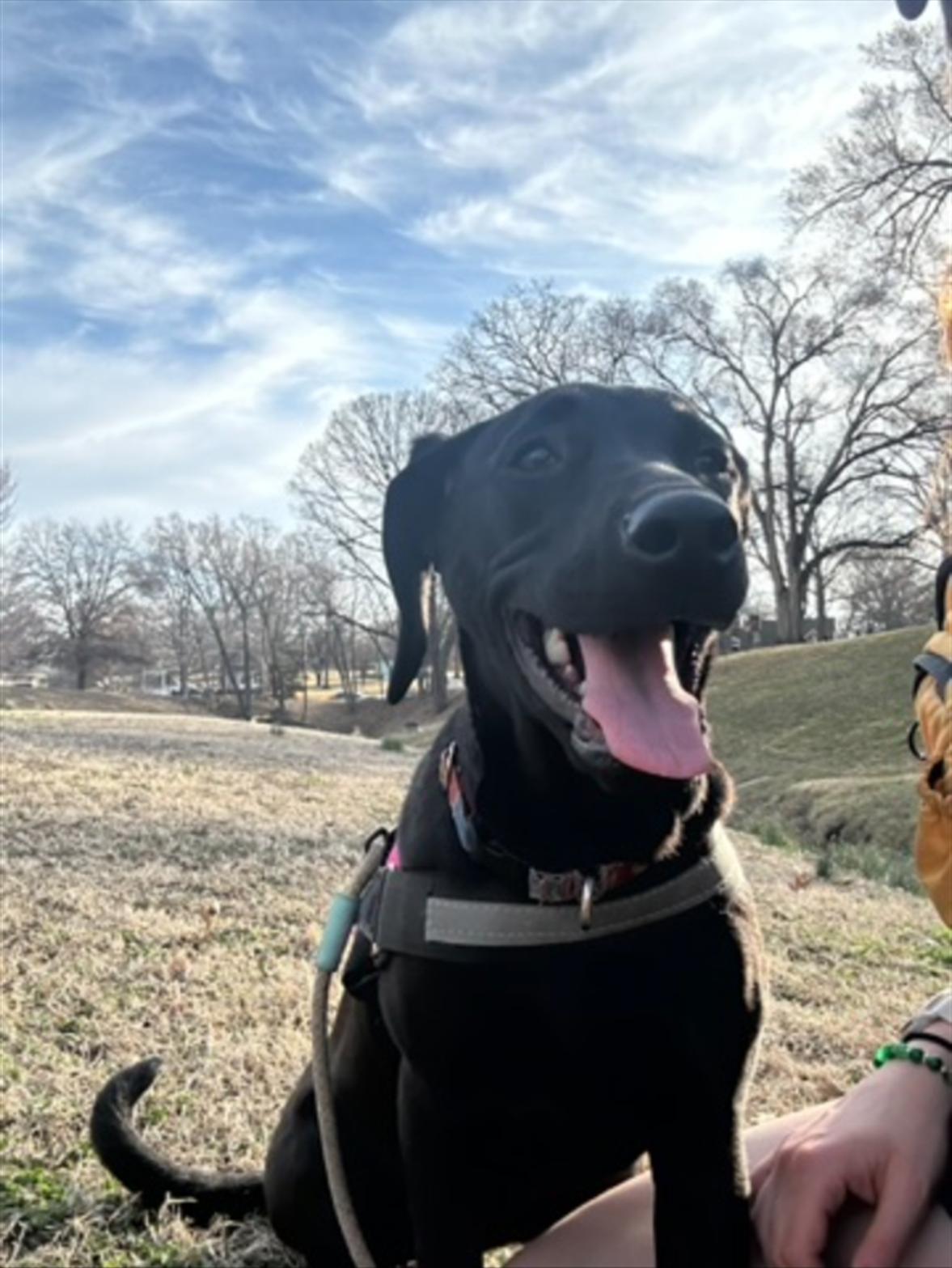 Sui, a ADOPTABLE mixed breed in Leavenworth, KS image 4/4