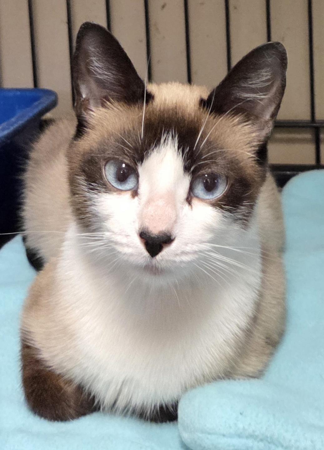Enlarge Rani, a Adoptable mixed breed in Mansfield Center, CT image 1/1