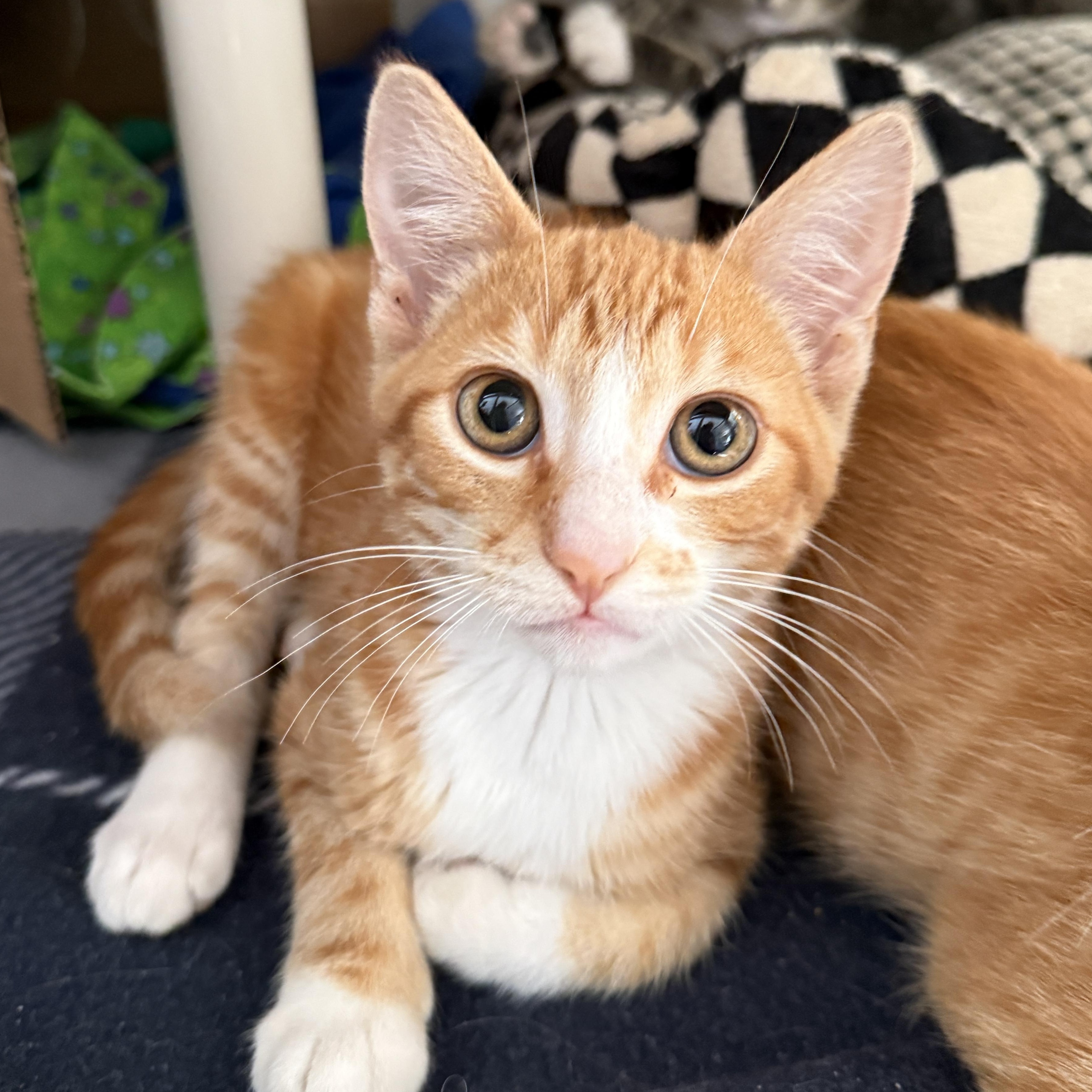 Brioche, Adoptable, Kitten Female Domestic Short Hair.