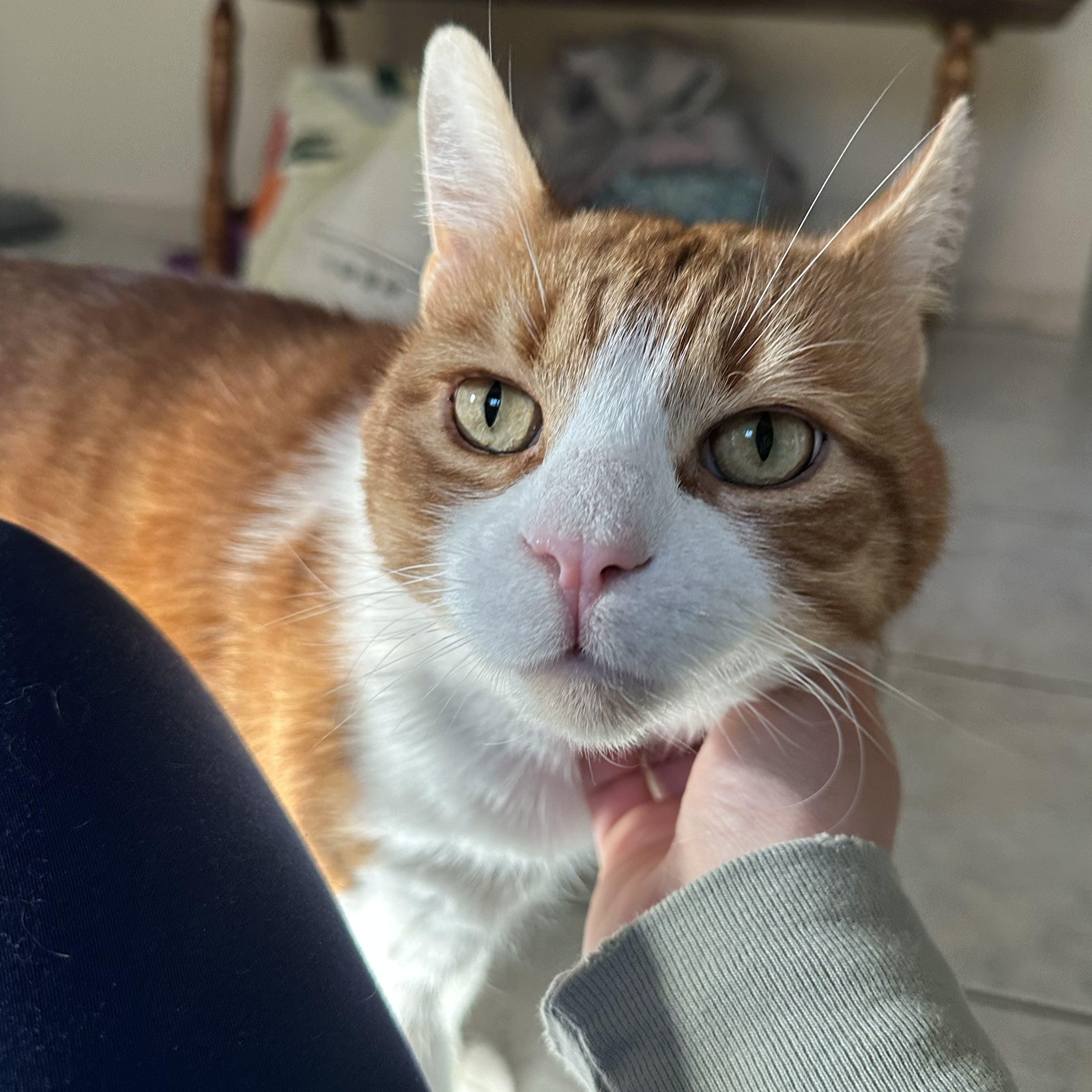 Lucky, ADOPTABLE, Adult Male Domestic Short Hair.