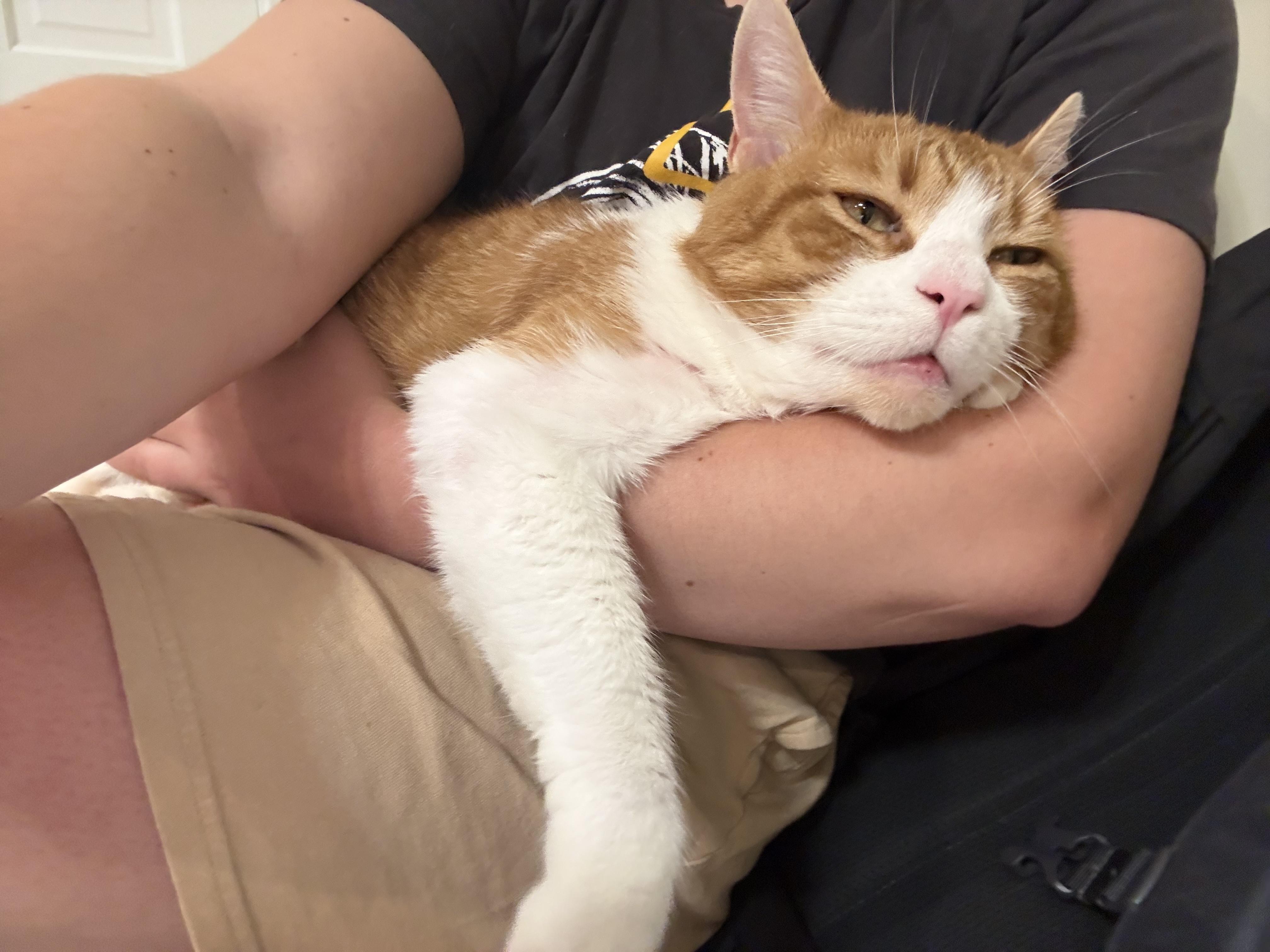 Lucky, a ADOPTABLE Domestic Short Hair in Melrose, MA image 5/6