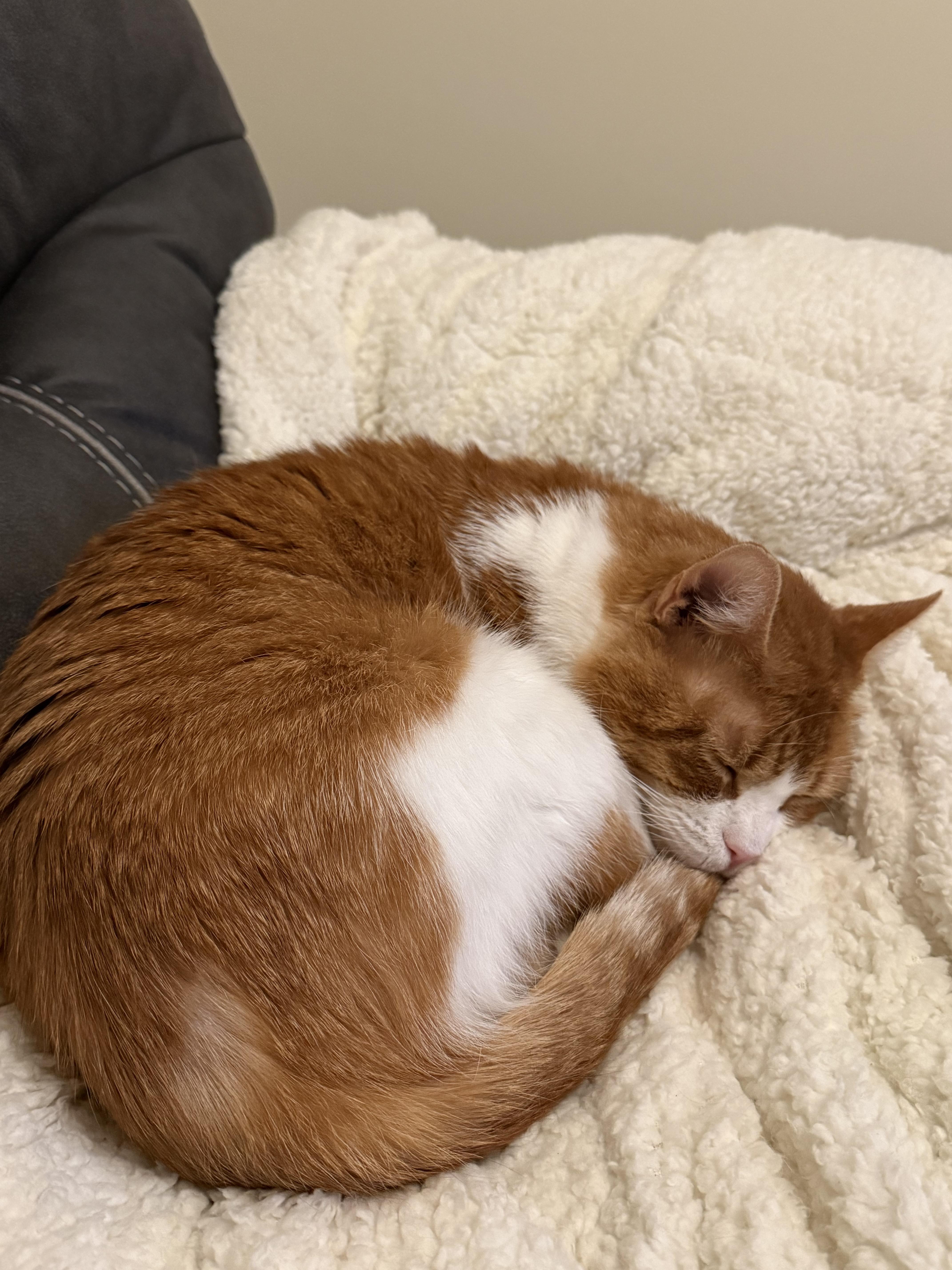 Lucky, a ADOPTABLE Domestic Short Hair in Melrose, MA image 2/6