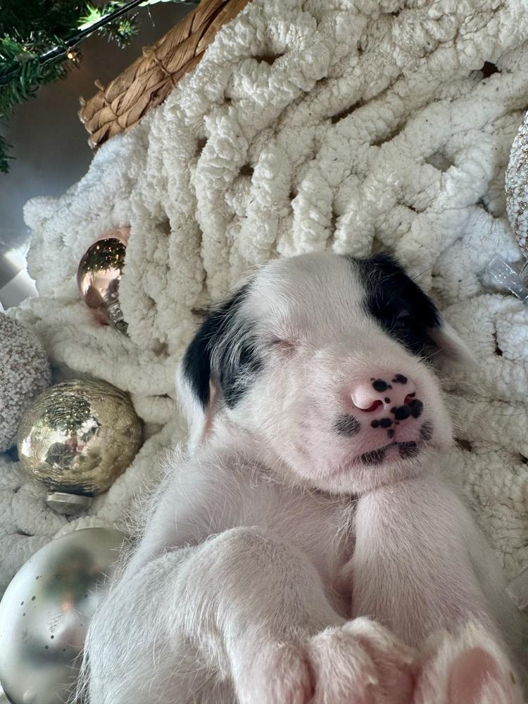 Schnitzel thumbnail 3