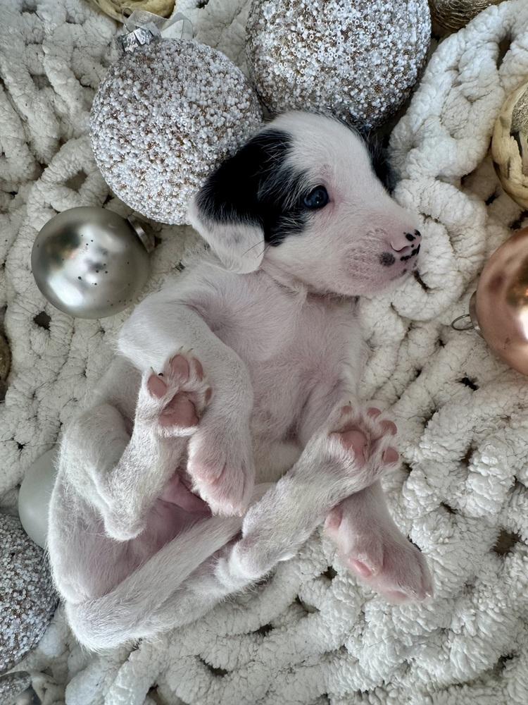 Schnitzel thumbnail 4