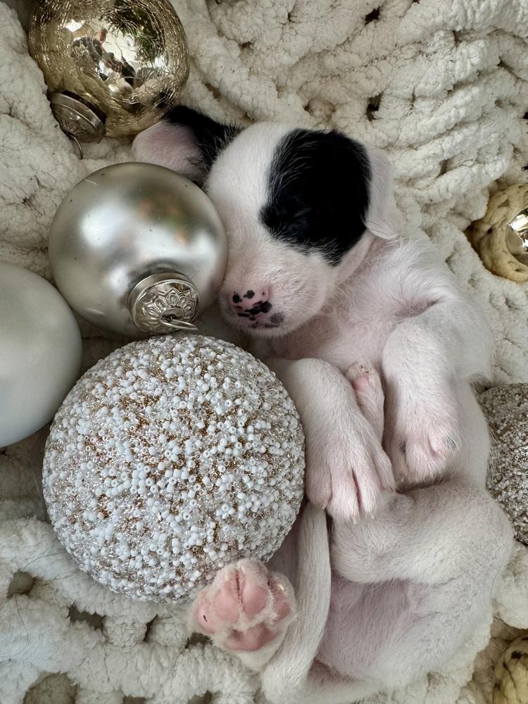 Schnitzel thumbnail 5