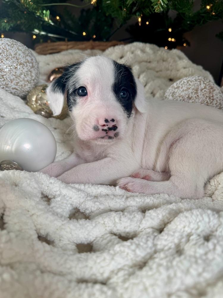 Schnitzel thumbnail 6