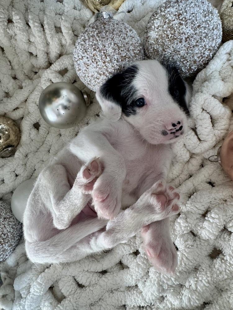 Schnitzel thumbnail 7