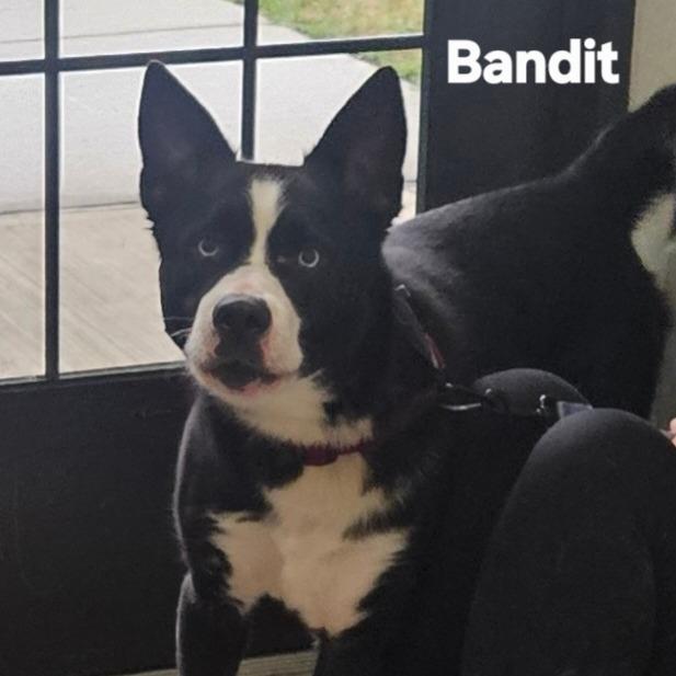 Bandit, Adoptable, Adult Male Mixed Breed.