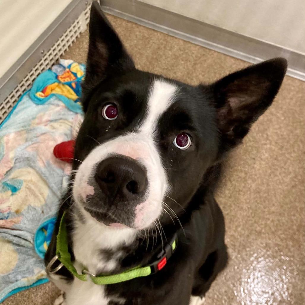 Enlarge Bandit, a Adoptable Mixed Breed in Ballston Spa, NY image 2/3
