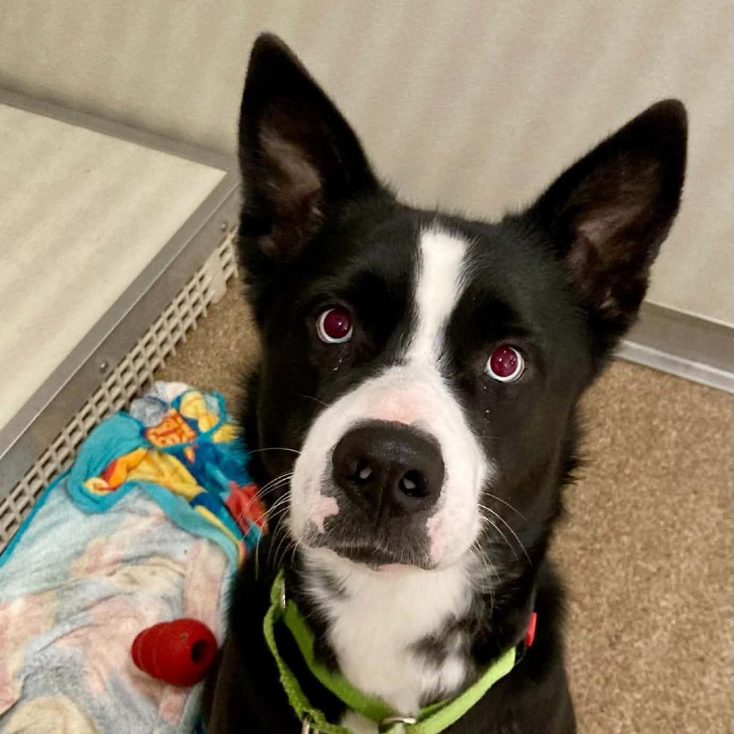 Enlarge Bandit, a Adoptable Mixed Breed in Ballston Spa, NY image 3/3