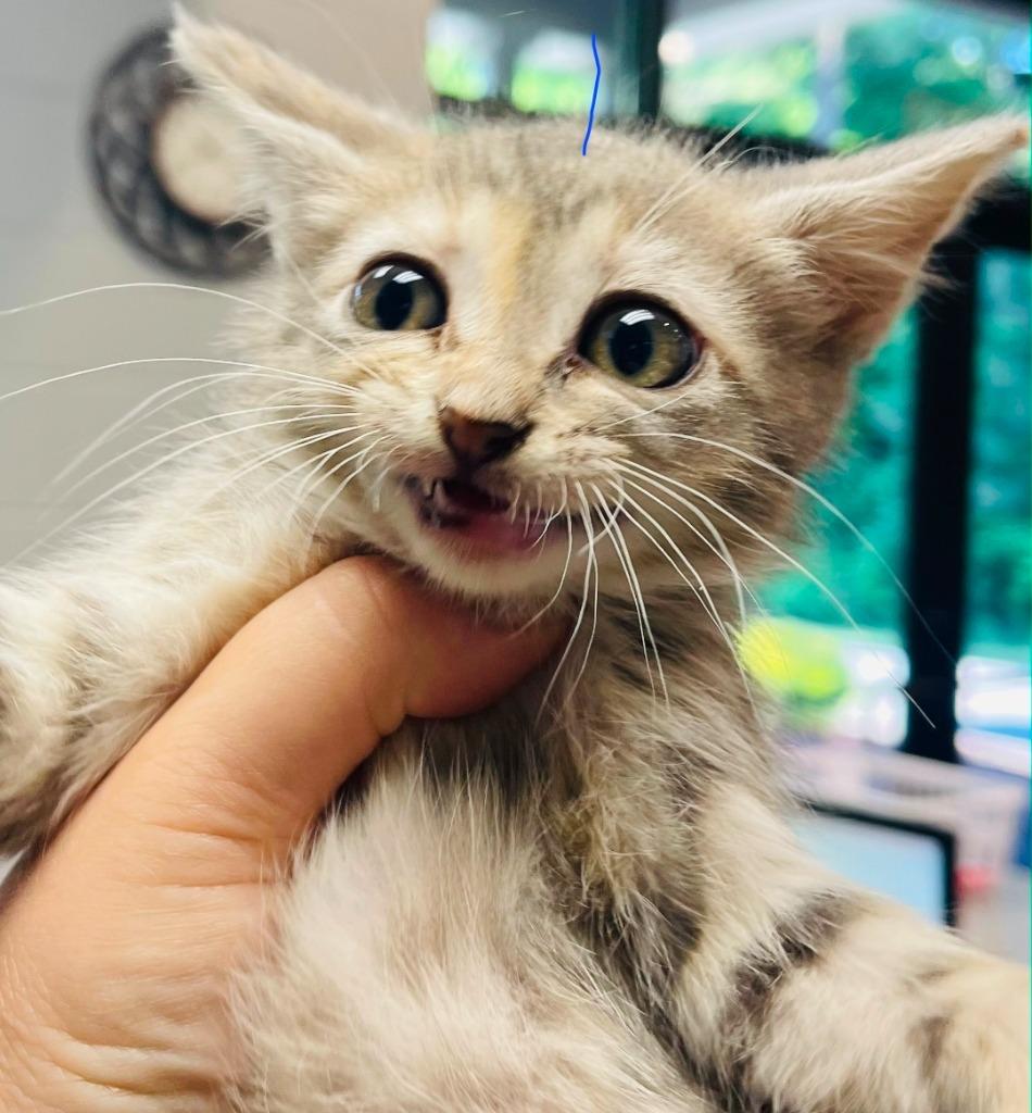 Margo, Adoptable, Kitten Female Domestic Short Hair.