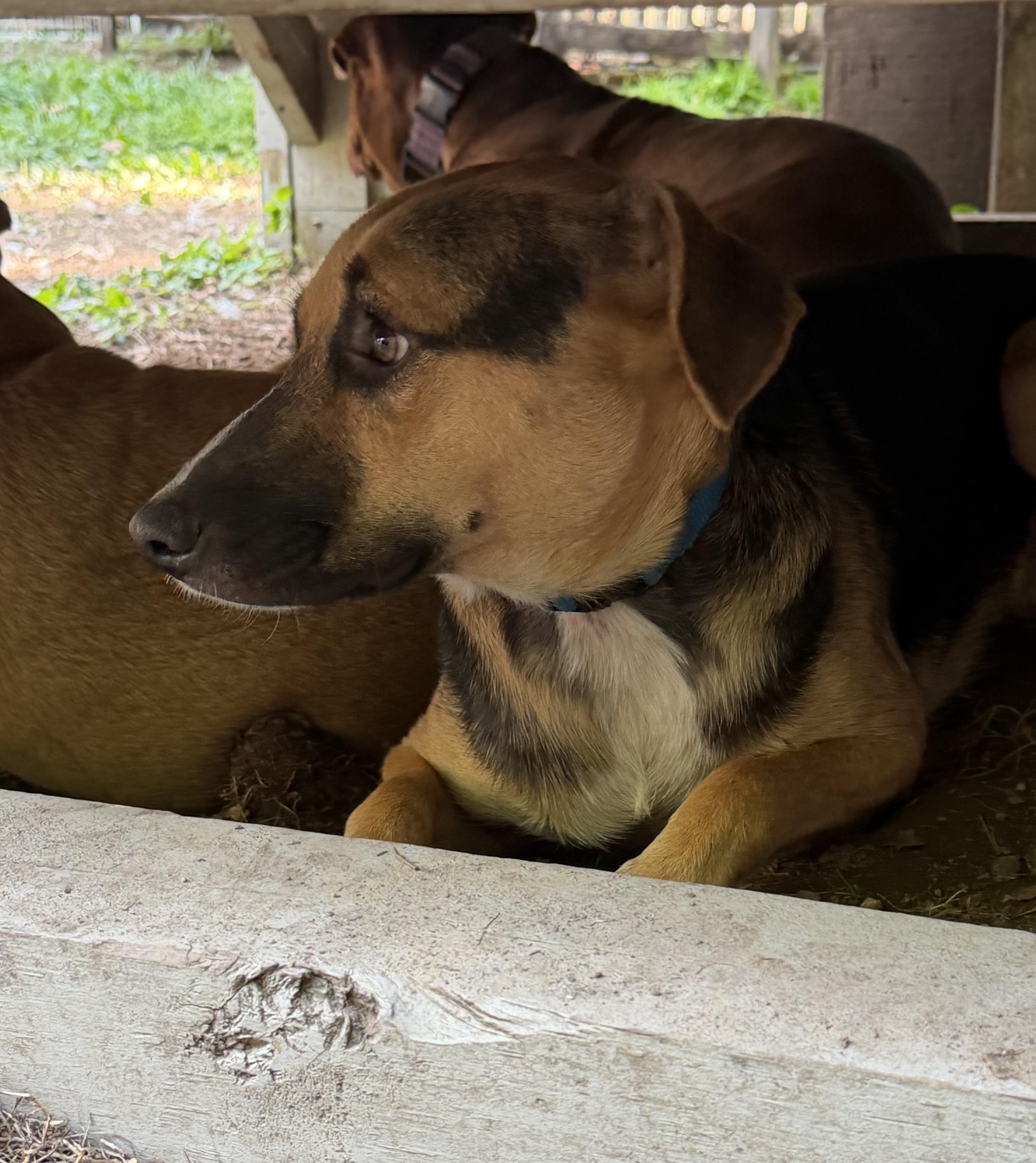 Enlarge Apolo, a Adoptable mixed breed in Ridgefield, CT image 4/6