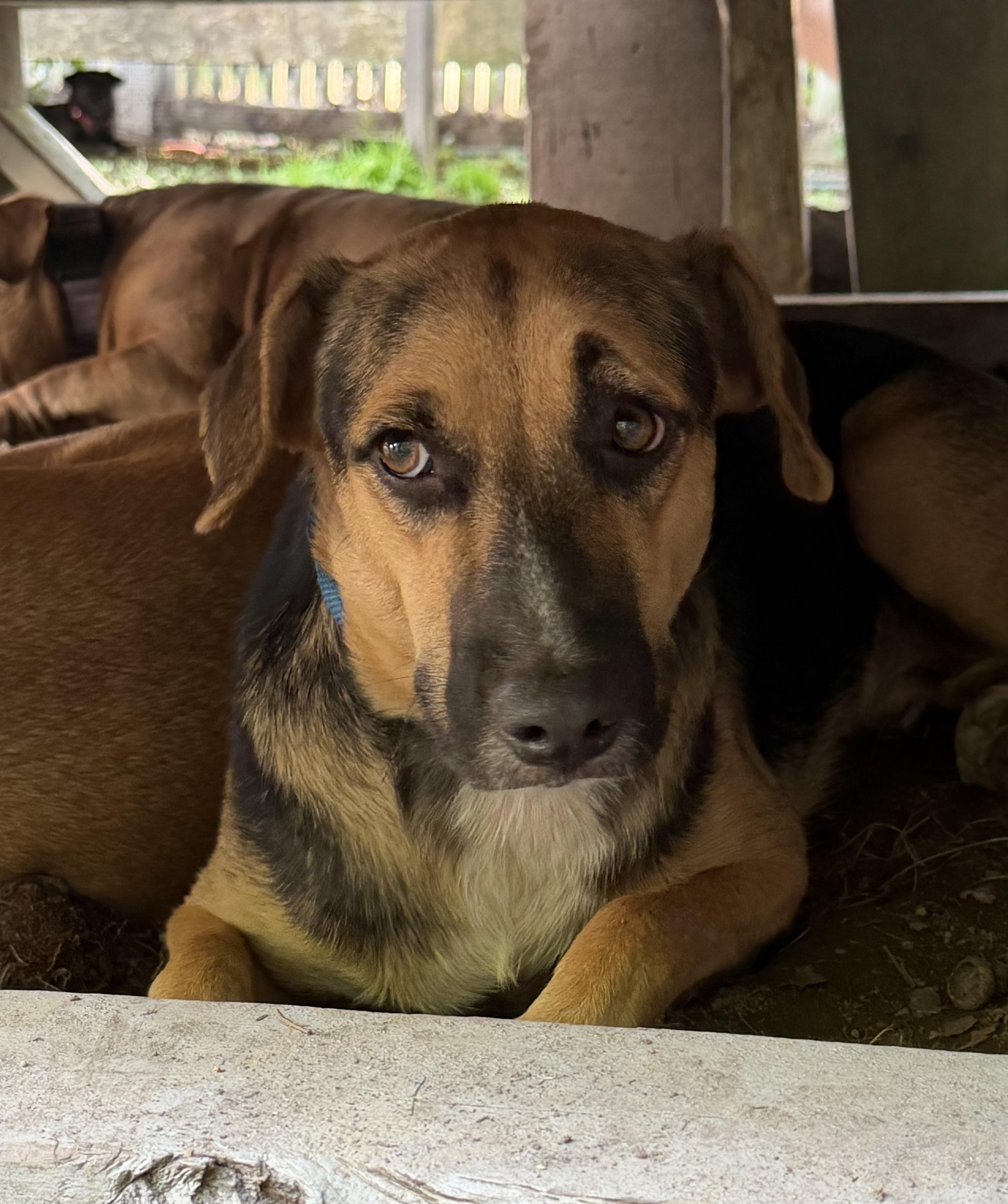 Enlarge Apolo, a Adoptable mixed breed in Ridgefield, CT image 3/6