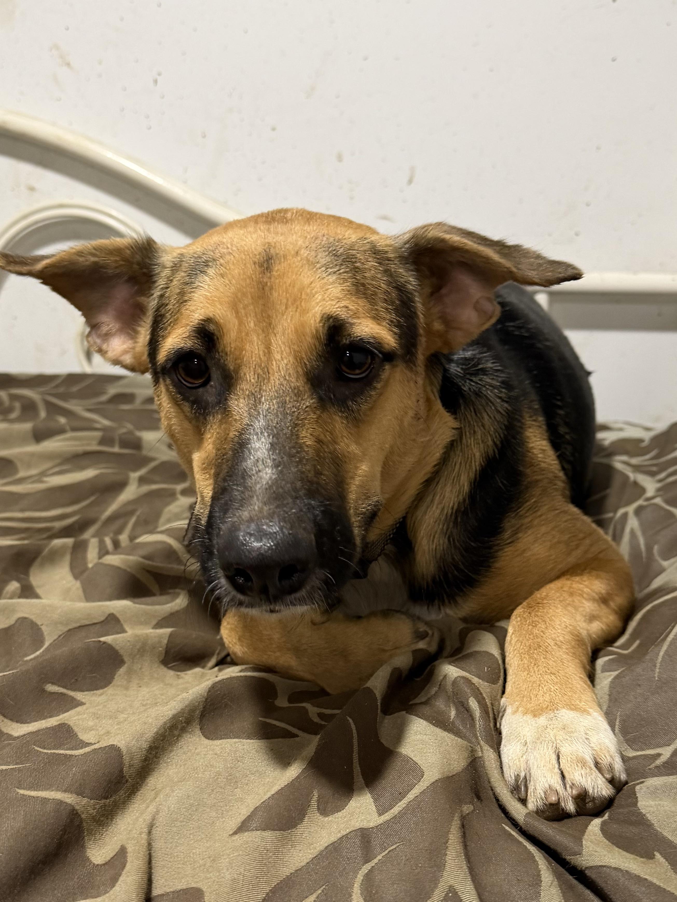 Apolo, Adoptable, Young Male German Shepherd Dog & Black Mouth Cur.