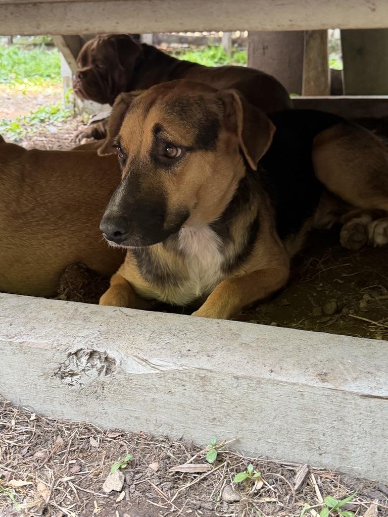 Enlarge Apolo, a Adoptable mixed breed in Ridgefield, CT image 2/6