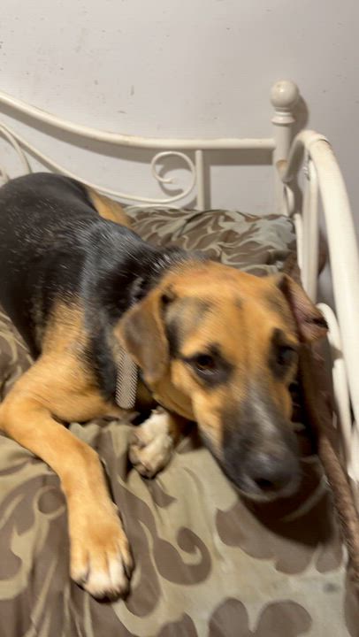 Enlarge Apolo, a Adoptable mixed breed in Ridgefield, CT video 6/6