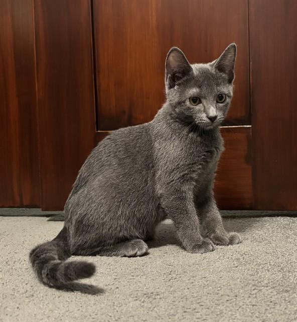 Enlarge OLIVETTI, a Adoptable Domestic Short Hair in Louisville, KY image 1/1