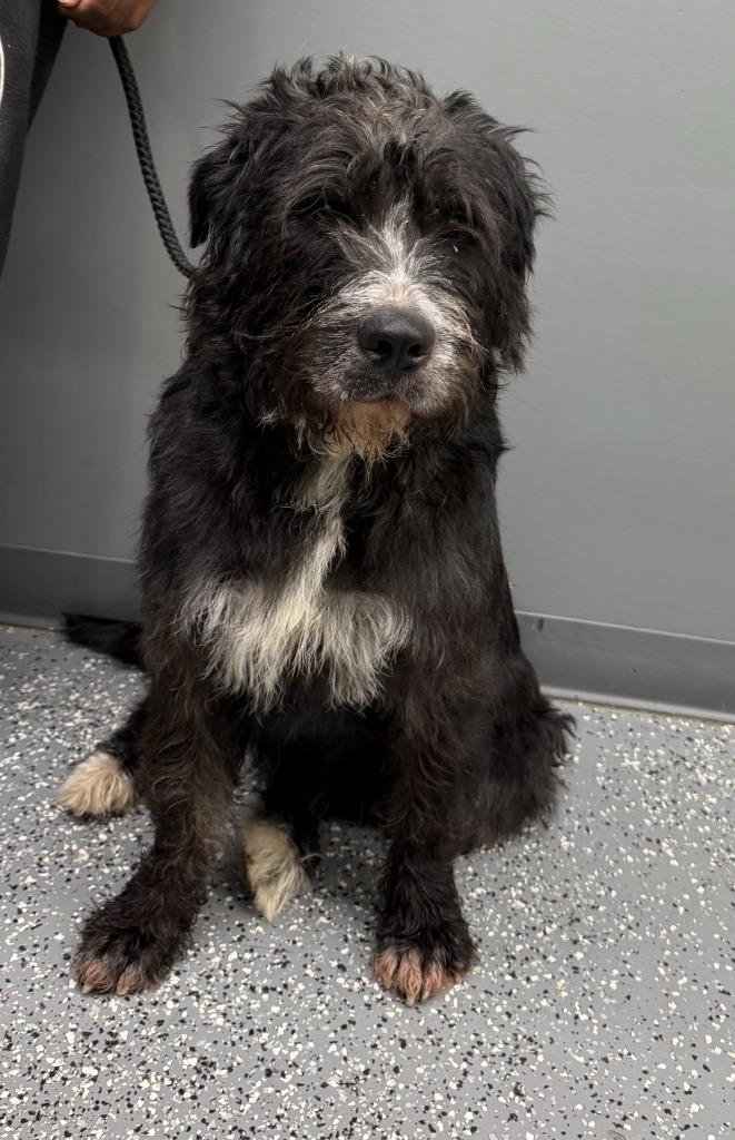 Hershel, Adoptable, Young Male Terrier & Schnauzer.