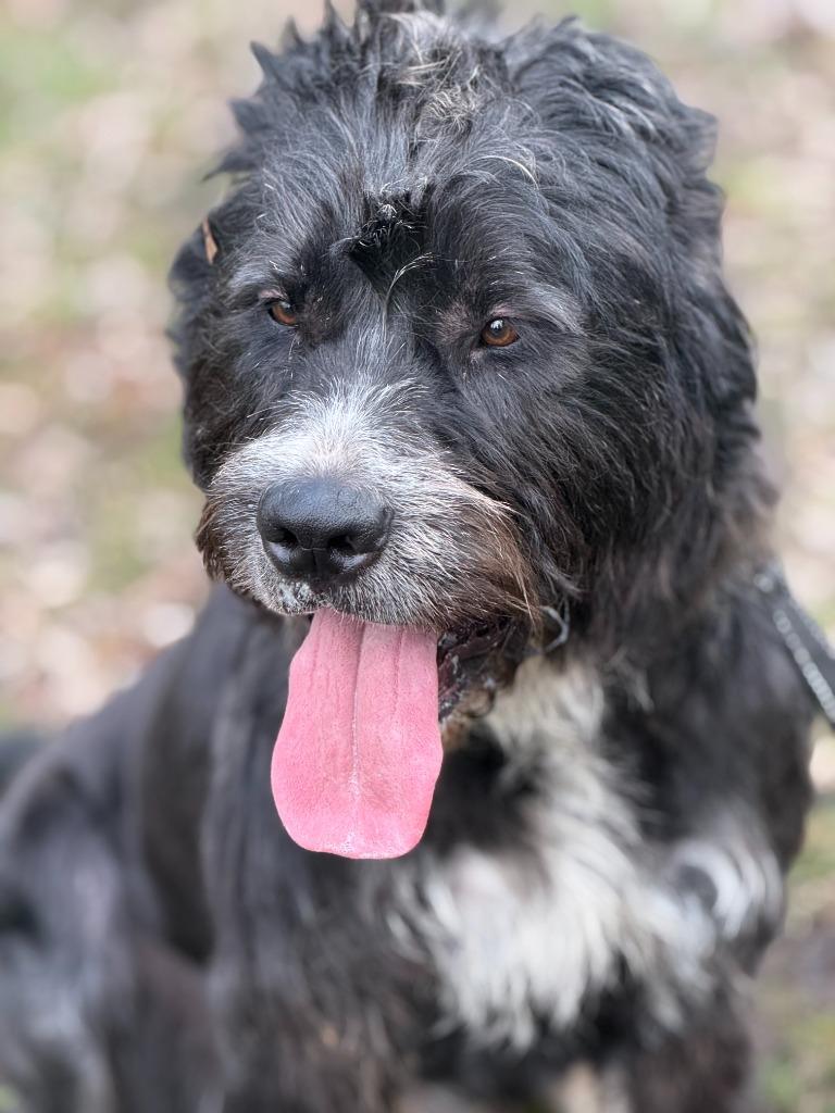 Enlarge Hershel, a Adoptable mixed breed in West Bloomfield, MI image 2/6