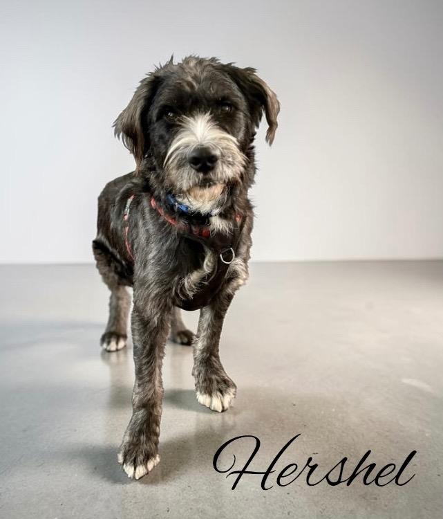 Enlarge Hershel, a Adoptable mixed breed in West Bloomfield, MI image 3/6
