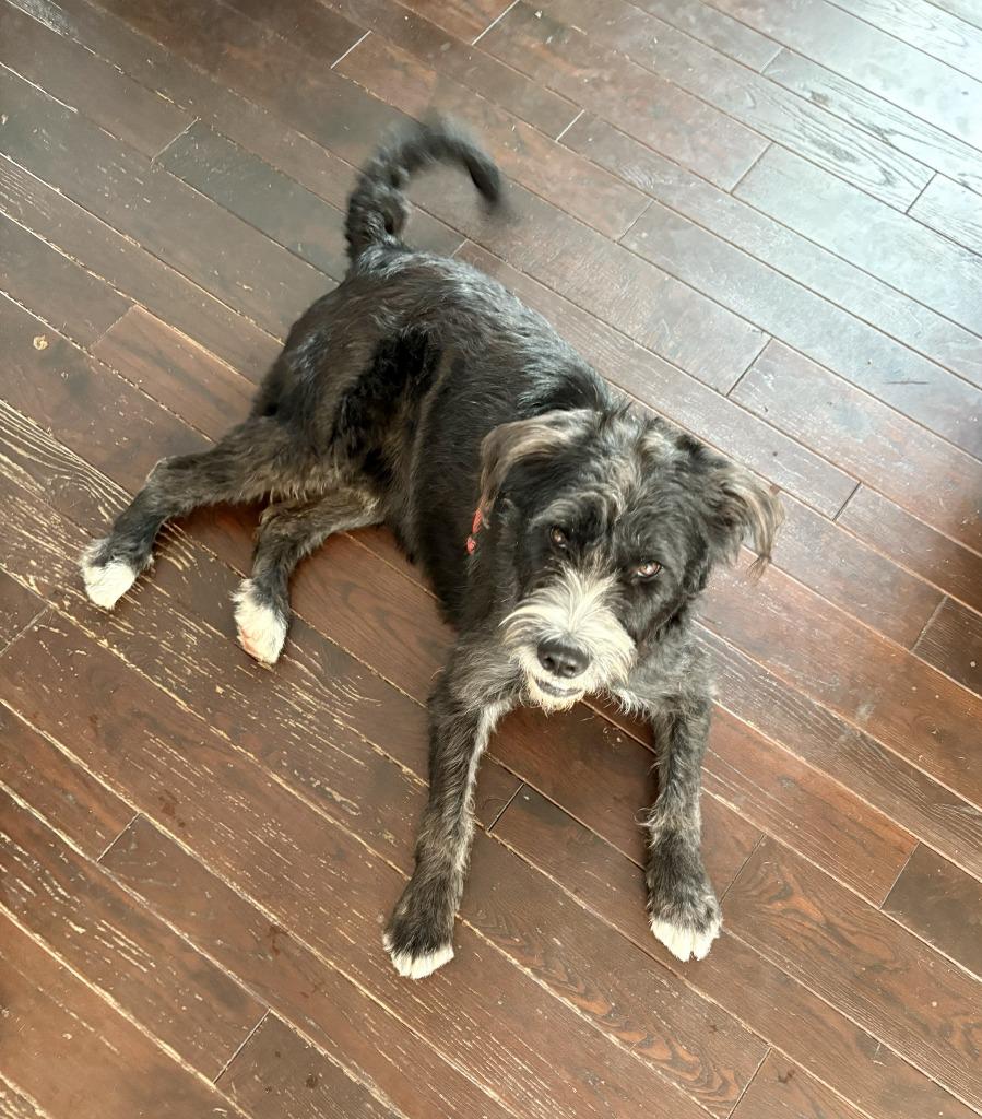 Enlarge Hershel, a Adoptable mixed breed in West Bloomfield, MI image 4/6