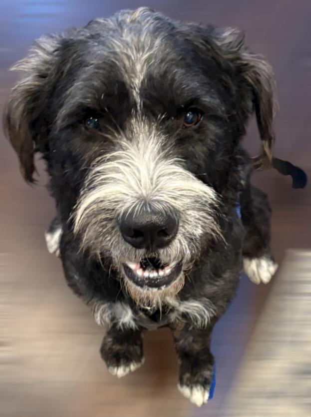 Enlarge Hershel, a Adoptable mixed breed in West Bloomfield, MI image 5/6