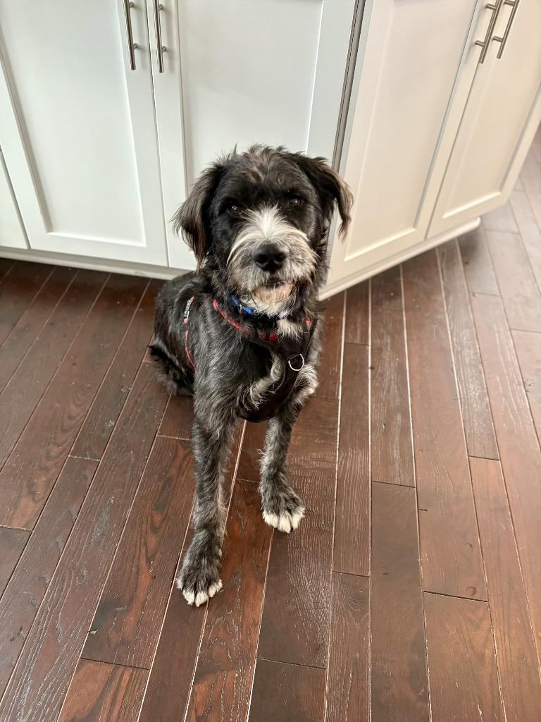 Enlarge Hershel, a Adoptable mixed breed in West Bloomfield, MI image 6/6