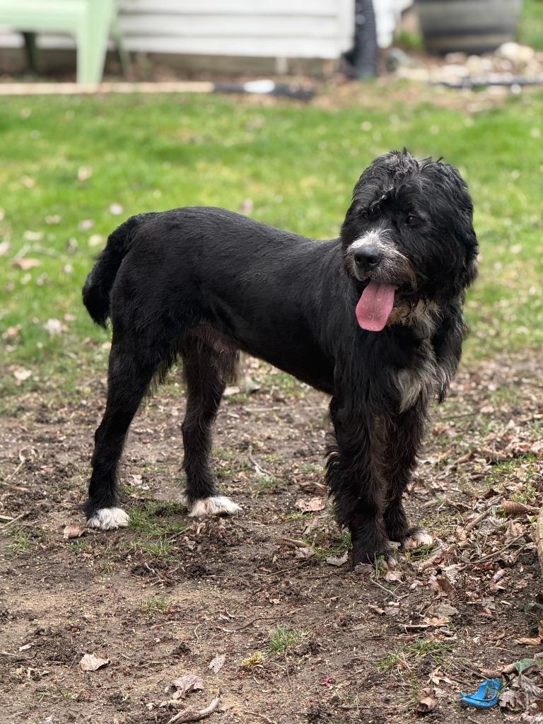Enlarge Hershel, a Adoptable mixed breed in West Bloomfield, MI image 6/6