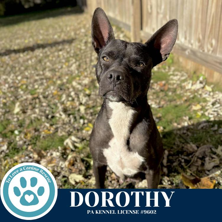 Dorothy (Mom to Dorothy's Littles) 090625, Adoptable, Adult Female Pit Bull Terrier.