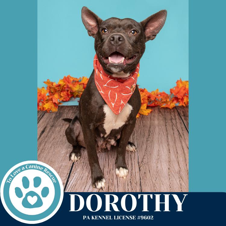 Enlarge Dorothy (Mom to Dorothy's Littles) 090625, a Adoptable mixed breed in Kimberton, PA image 2/6
