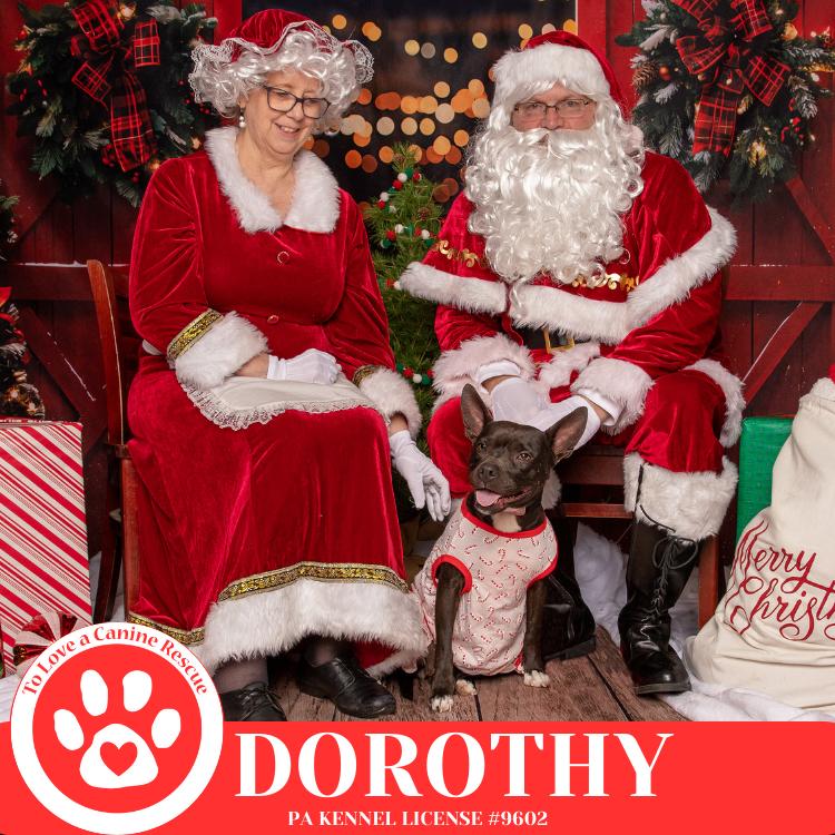 Dorothy (Mom to Dorothy's Littles) 090625, Adoptable, Adult Female Pit Bull Terrier.