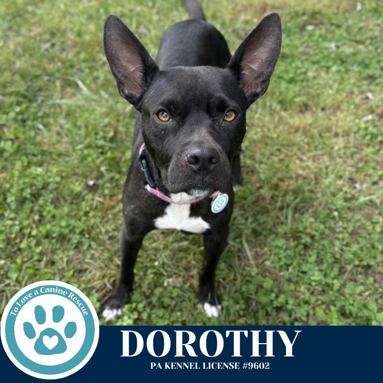 Enlarge Dorothy (Mom to Dorothy's Littles) 090625, a Adoptable mixed breed in Kimberton, PA image 5/6