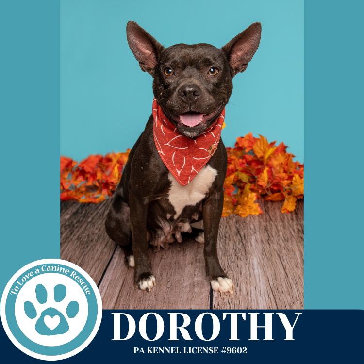 Enlarge Dorothy (Mom to Dorothy's Littles) 090625, a Adoptable mixed breed in Kimberton, PA image 6/6