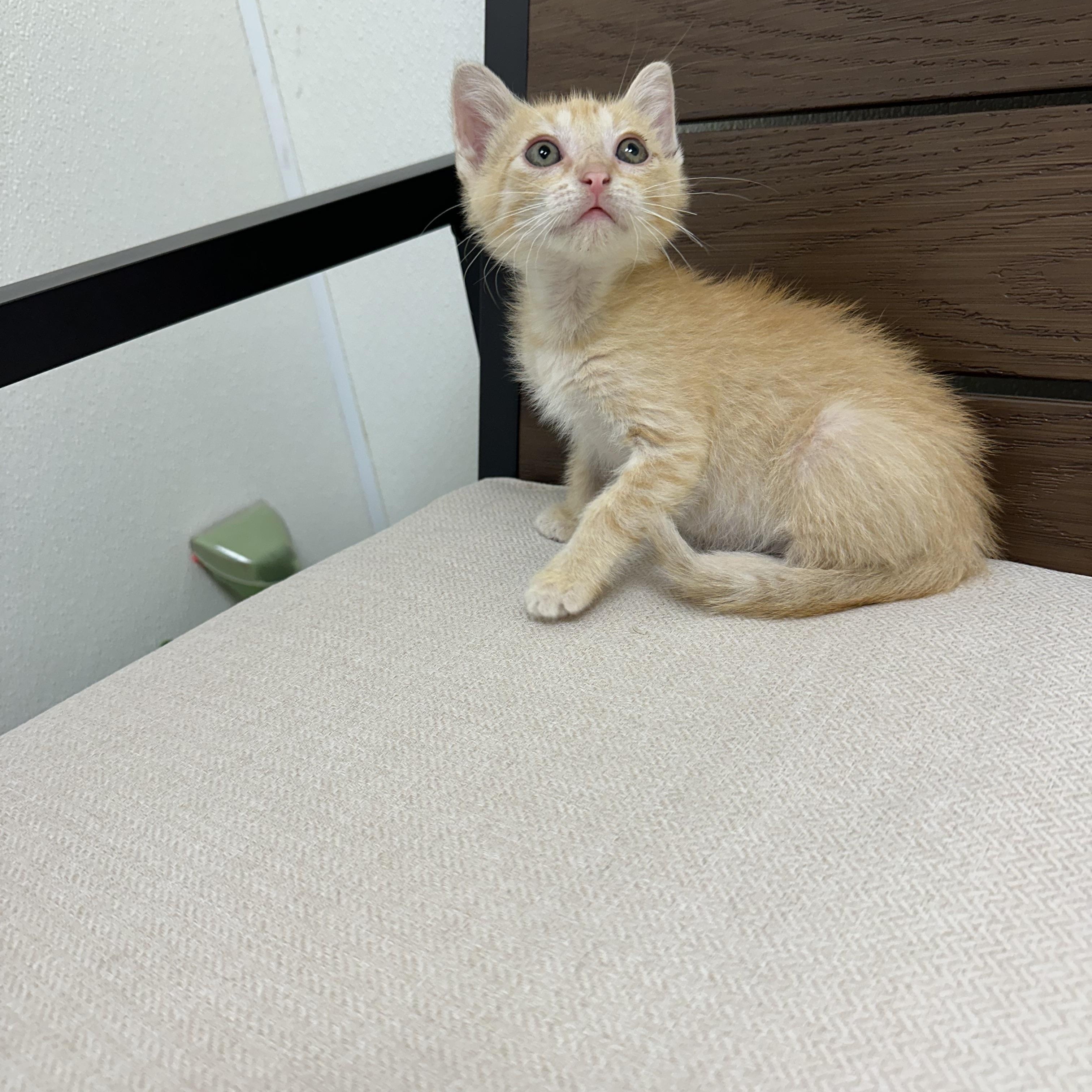 Takis, a ADOPTABLE Domestic Short Hair in Port Lavaca, TX image 1/3