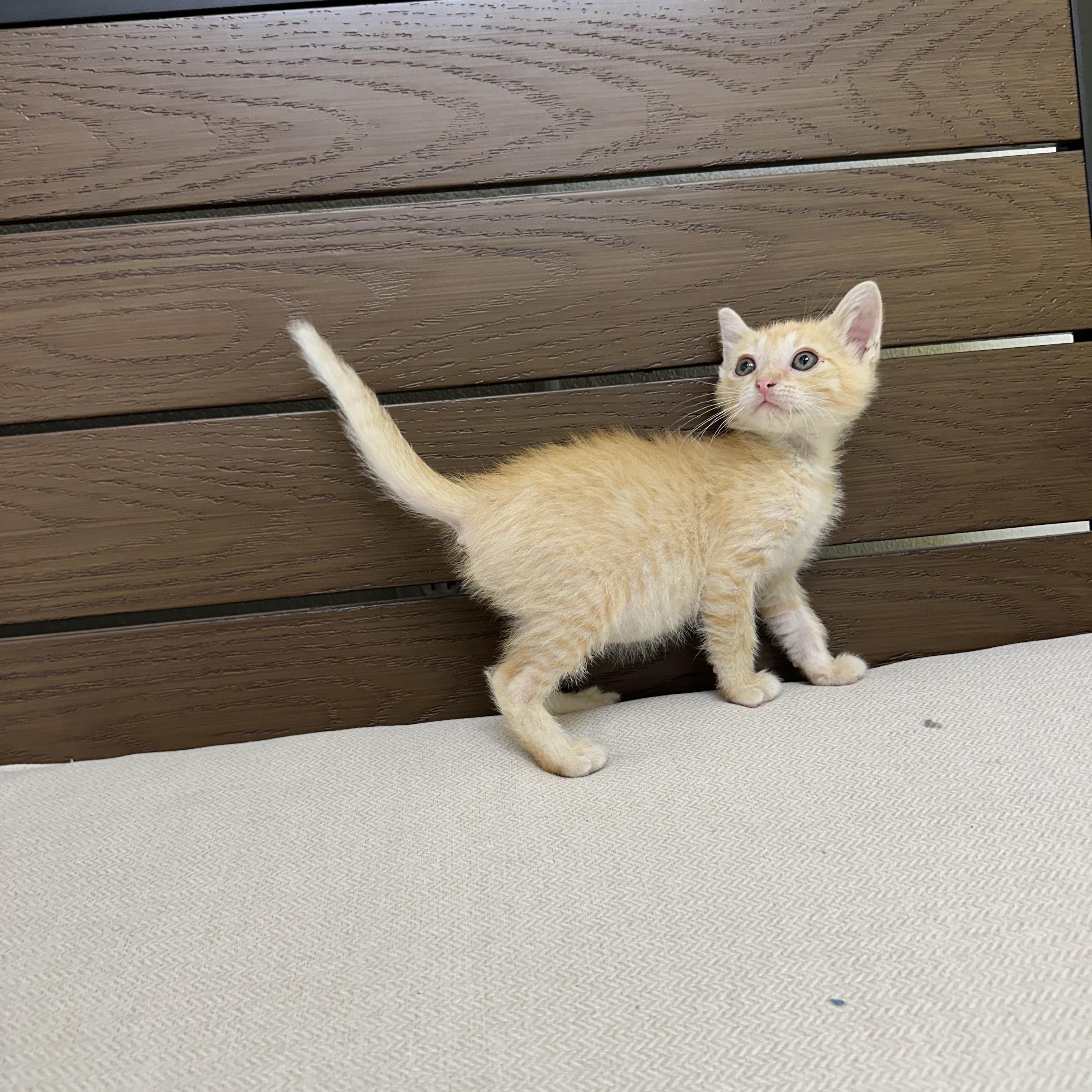 Takis, a ADOPTABLE Domestic Short Hair in Port Lavaca, TX image 3/3