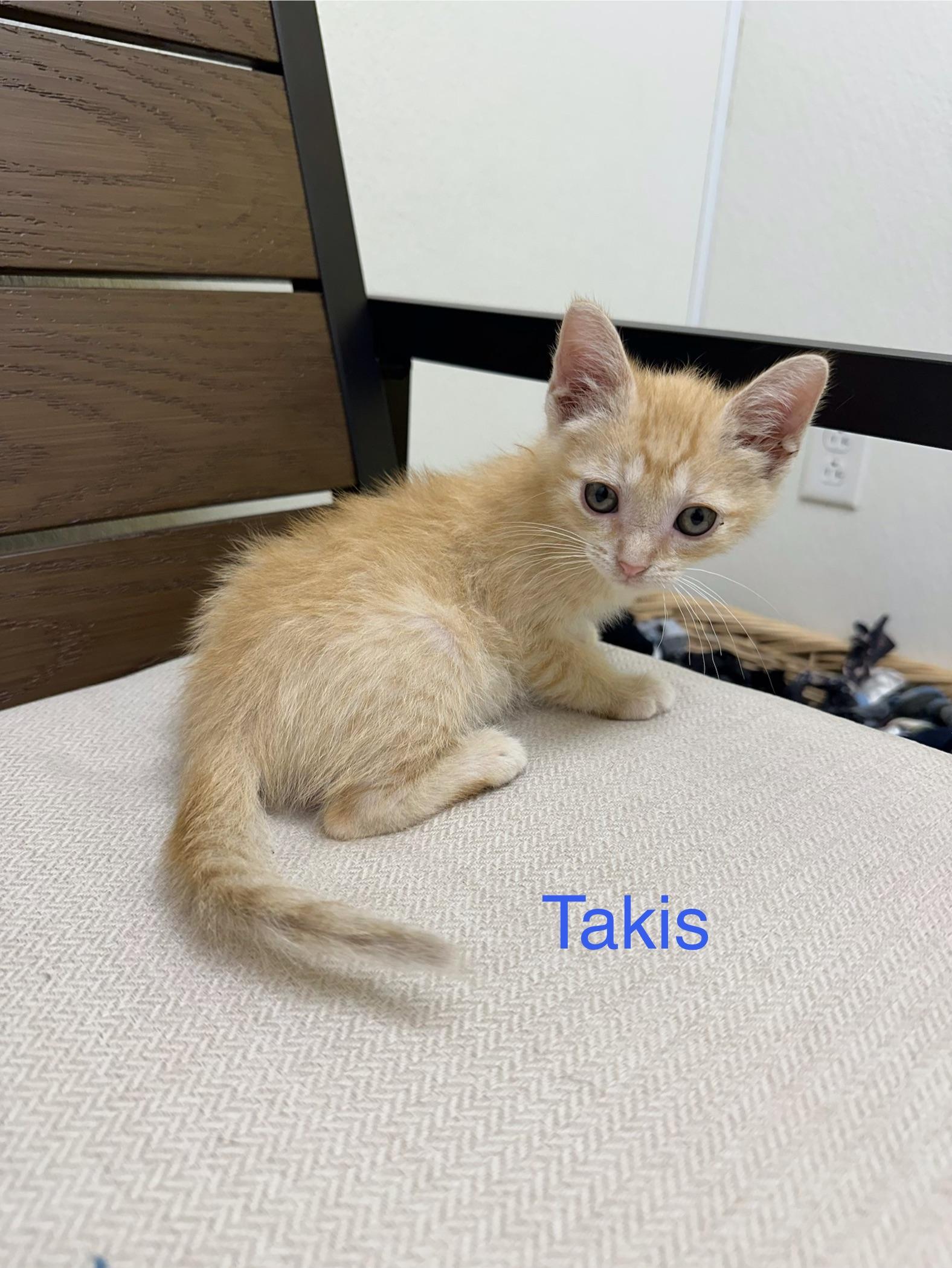Takis, a ADOPTABLE Domestic Short Hair in Port Lavaca, TX image 2/3