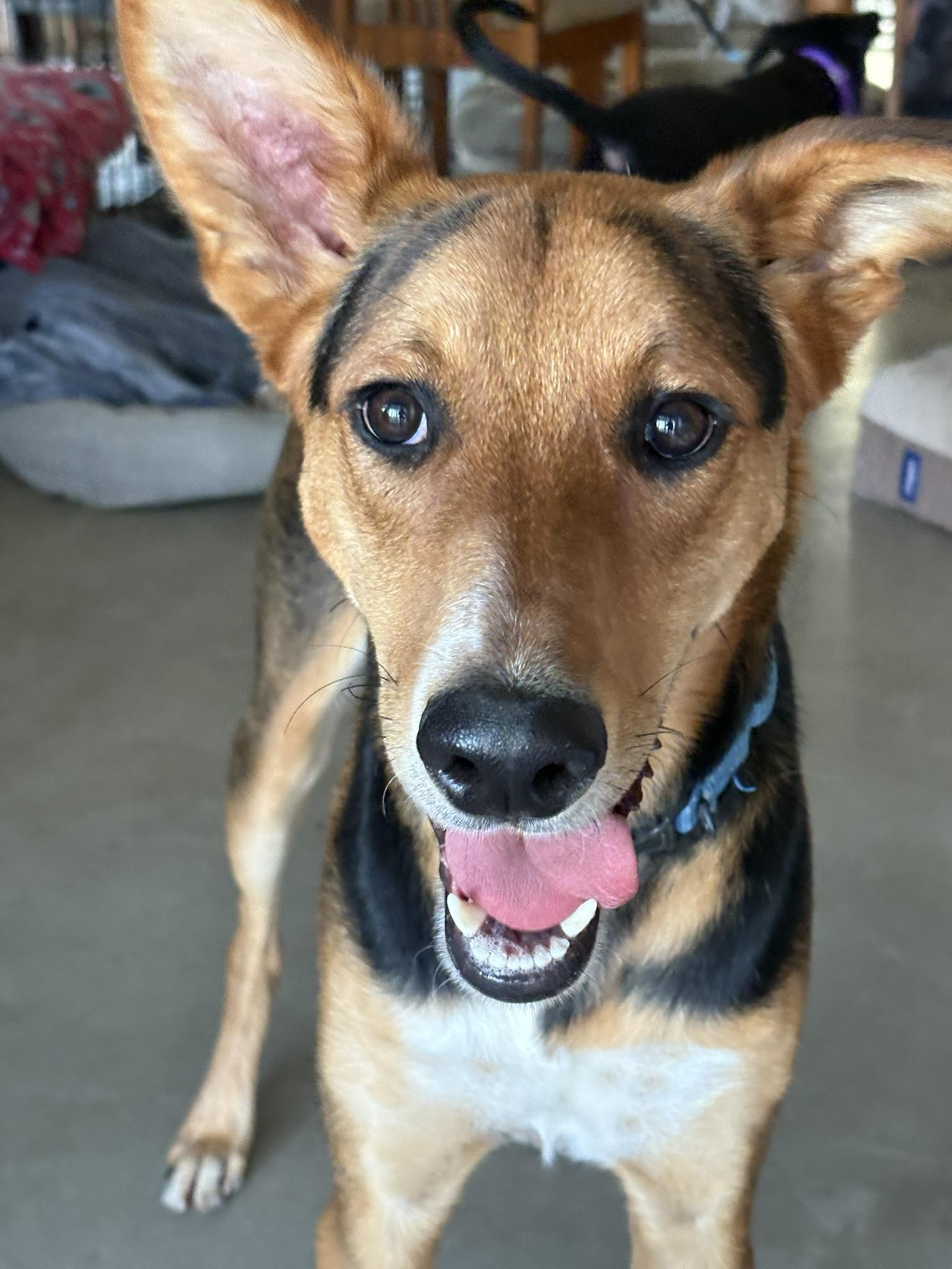 Chase, Adoptable, Young Male German Shepherd Dog & Doberman Pinscher.