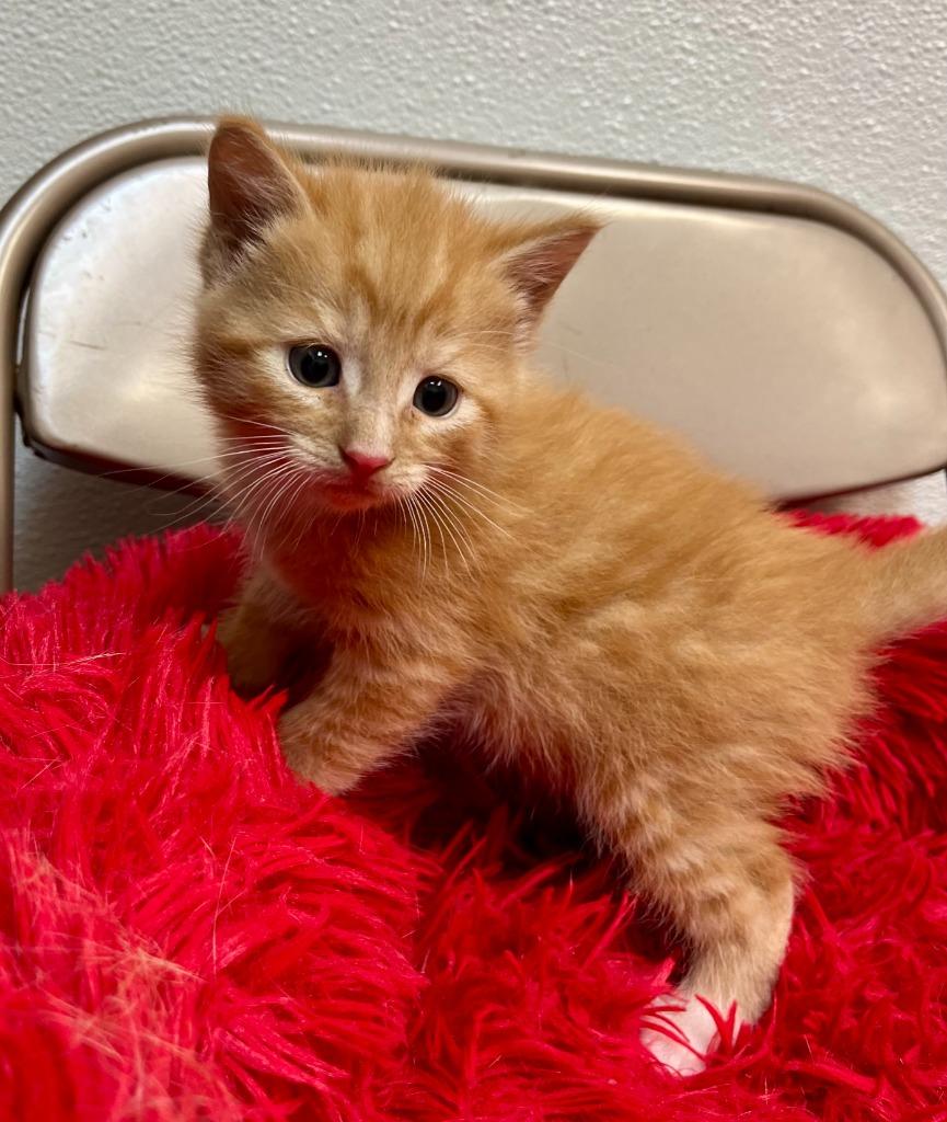 Zoshi, Adoptable, Kitten Male Domestic Short Hair.
