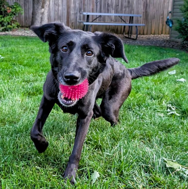 Enlarge Sasha, a Adoptable mixed breed in Boiling Springs, PA image 1/6