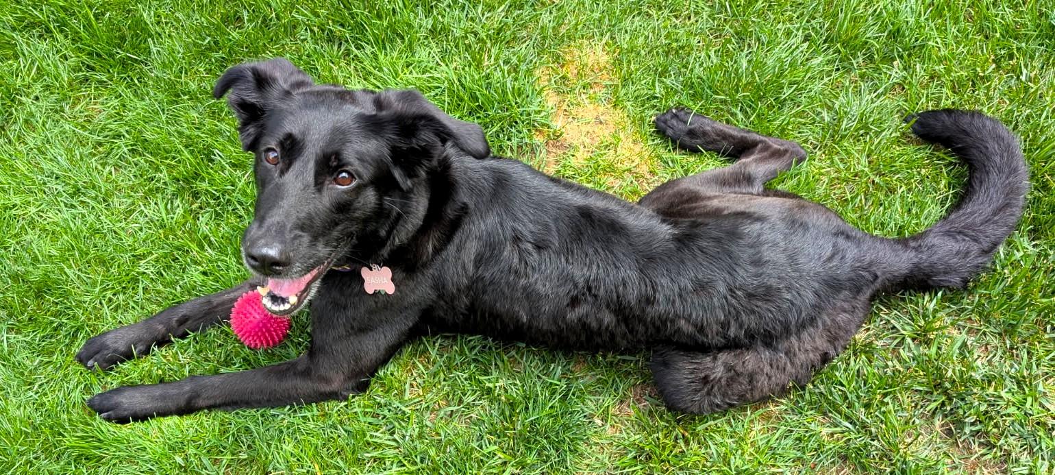 Enlarge Sasha, a Adoptable mixed breed in Boiling Springs, PA image 5/6