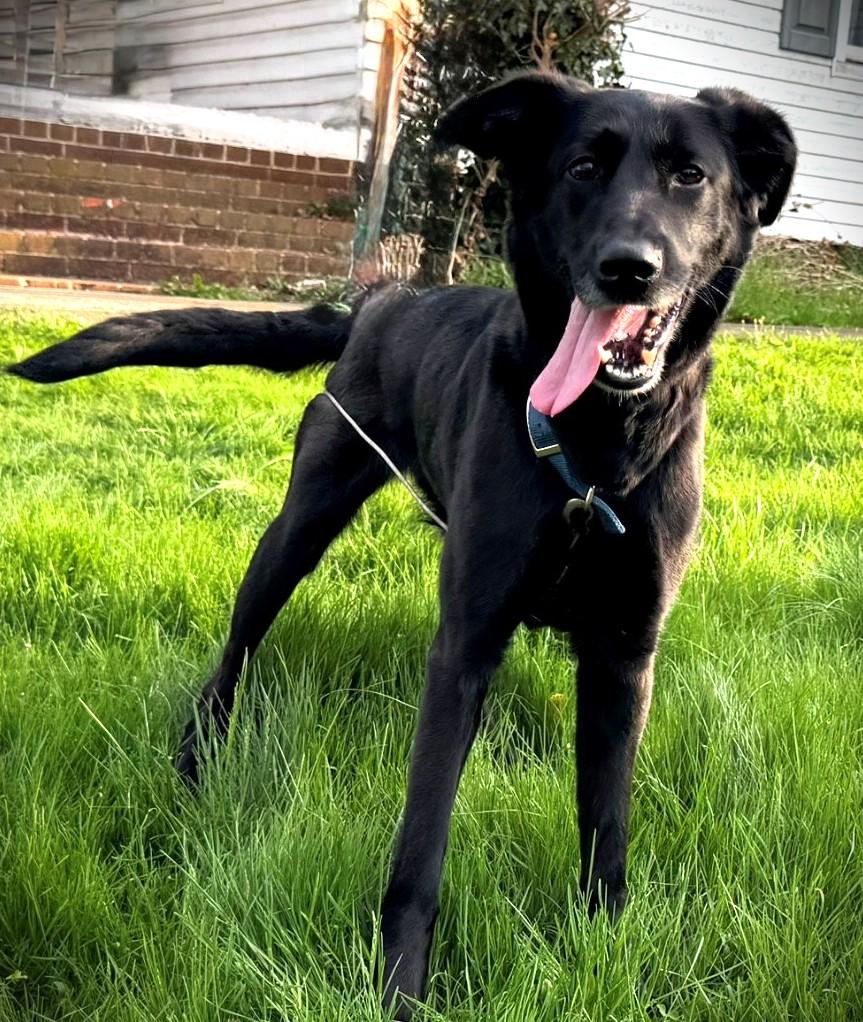 Enlarge Sasha, a Adoptable mixed breed in Boiling Springs, PA image 2/6