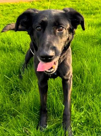 Enlarge Sasha, a Adoptable mixed breed in Boiling Springs, PA image 3/6