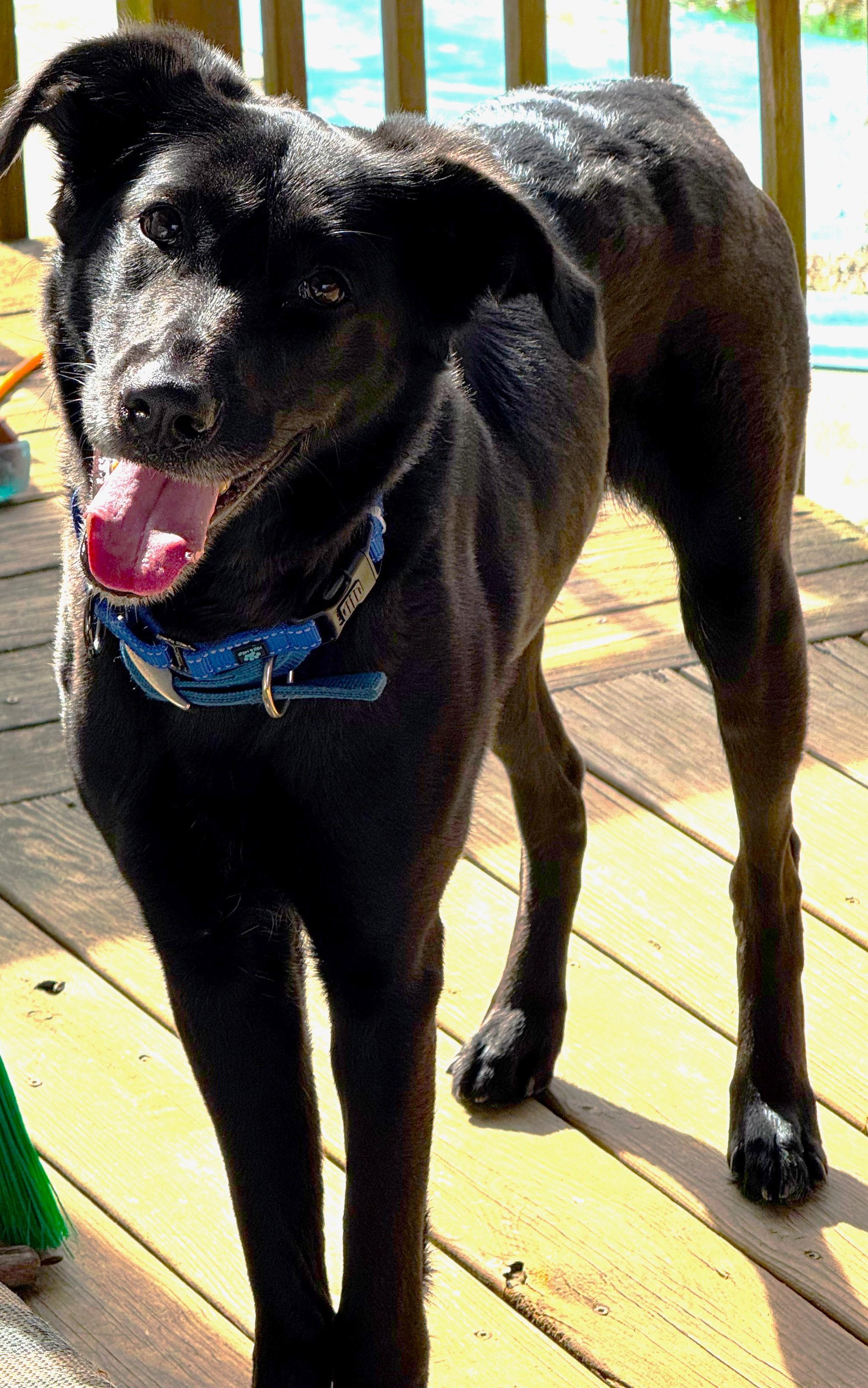 Enlarge Sasha, a Adoptable mixed breed in Boiling Springs, PA image 4/6